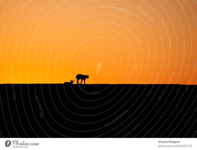 Zwei Schafe auf einem Deich im Wasserkoog bei Sonnenuntergang. Tier Abend Silhouette orange Landschaft Nutztier Natur Sommer Farbfoto Außenaufnahme Tiergruppe