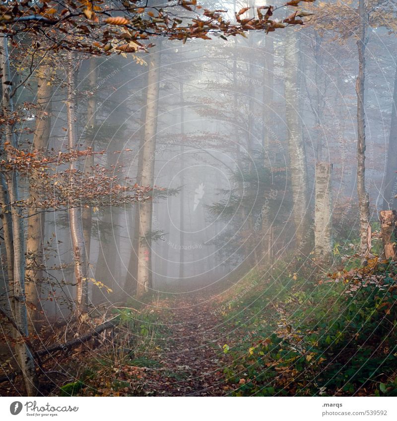 Hinein Freizeit & Hobby Ausflug Abenteuer Umwelt Natur Landschaft Herbst Klima Klimawandel Nebel Wald Mischwald Blatt Wege & Pfade verblüht einfach schön