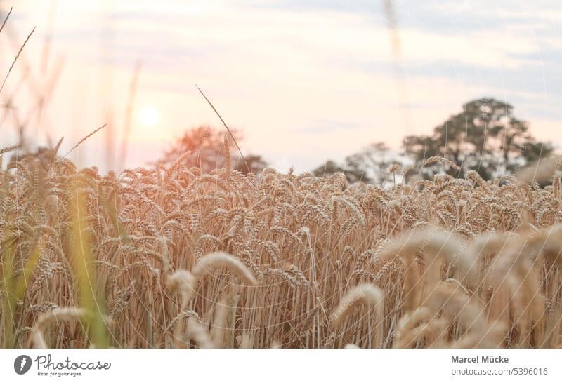 Weizenfelder in der Abendsonne. Über dem Feld geht die Sonne unter. Weizenhalme Triticum aestivum Getreide Ernte Erntezeit Golden Sommer Nahrungsmittel