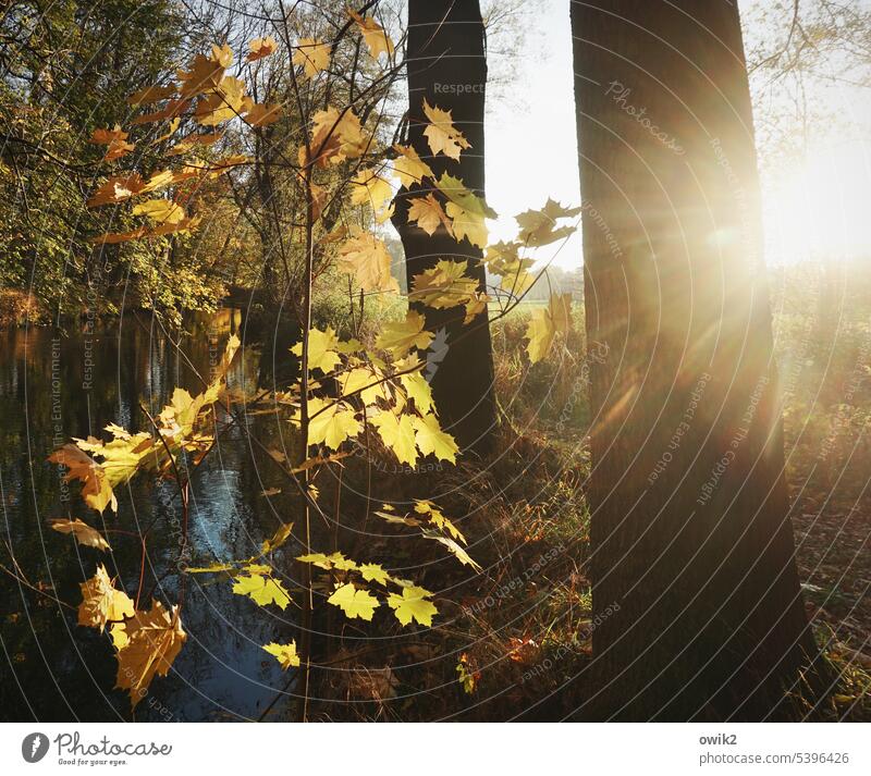 Jungbaum Ahornblätter Wald Zweige Baumstämme Herbstlaub Sonnenlicht Umwelt Laubfärbung Abend Kontrast draußen Ruhe Laubblätter Idylle friedlich Bäume