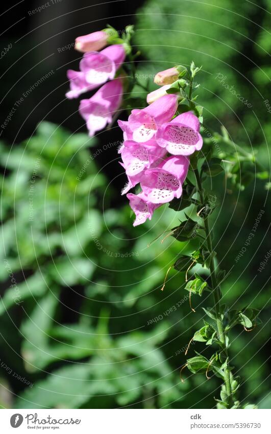 Pflanzenporträt: der rote Fingerhut | schön, giftig und bei Verzehr tödlich. Blühpflanze Blüte Nahaufnahme Natur Blume Blühend natürlich Garten rosa