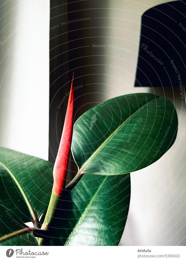 Gummibaum Blatt Kontrast rot Zimmerpflanze Licht schwarz weiß Fenster Detailaufnahme Pflanze