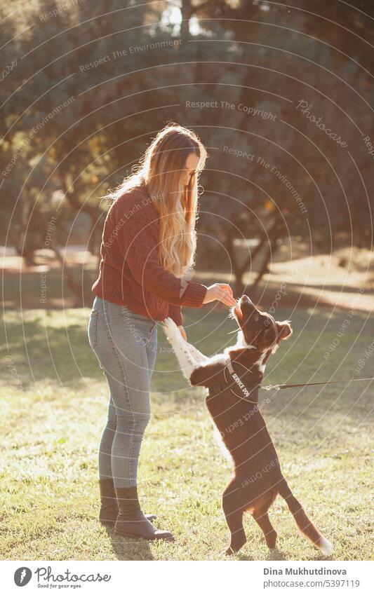 Junge Frau spielt mit einem Border Collie Hund im Park im Sommer bei Sonnenuntergang, während der goldenen Stunde. Welpe Eckzahn Spielen Hundebesitzer Haustier
