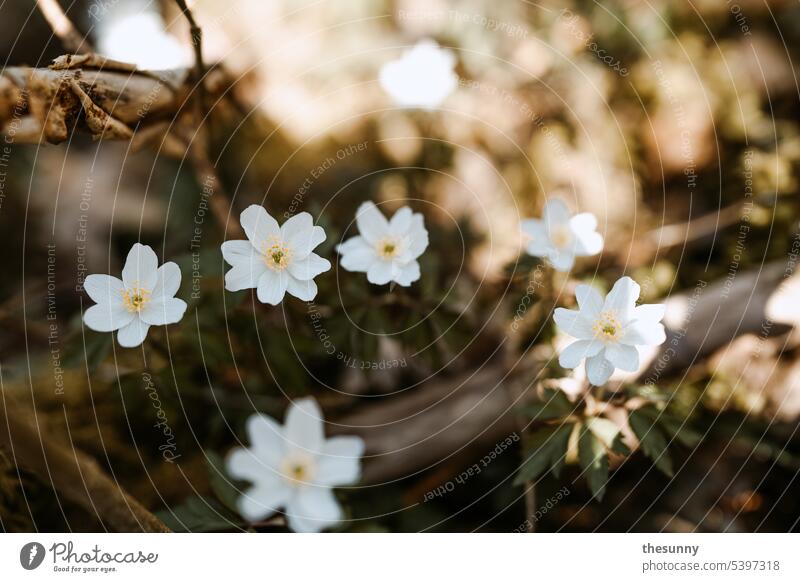 Weiße Wildblumen Blumen blumenimwald bodengewächse bodenblumen weißeblüten weiße blumen weiße blüten Waldboden