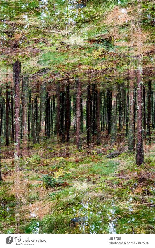 Dichtes Fichtendickicht abstrakt Doppelbelichtung Irritation Surrealismus Wald Moos Sträucher Baum Natur Umwelt verrückt Waldboden Baumstamm außergewöhnlich