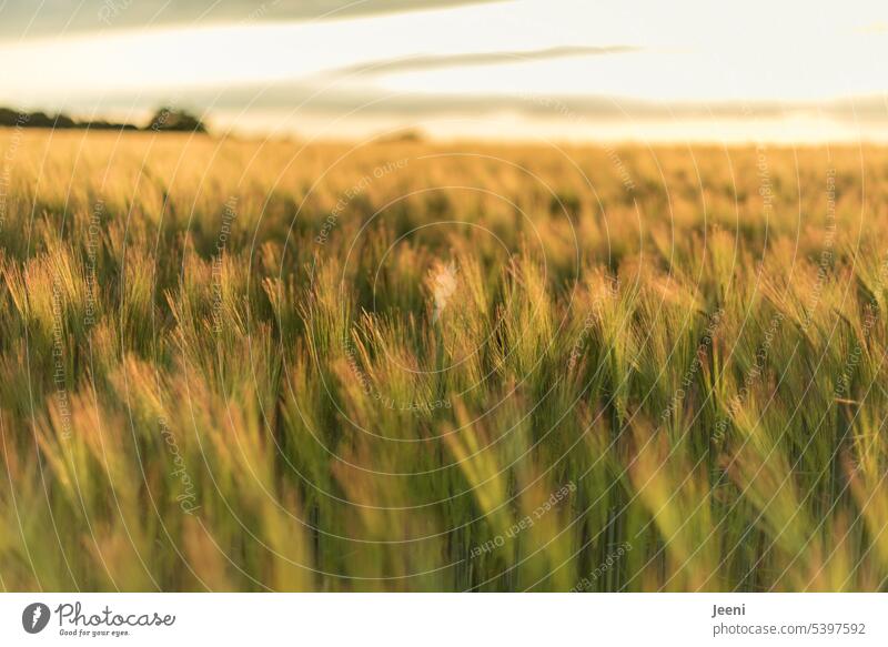 Launen der Natur | Getreidefeld im Wind Gerstenfeld Pflanze grün natürlich gold Brot Hunger Brot für die Welt Feld Ähren Korn Sommer Landwirtschaft Kornfeld