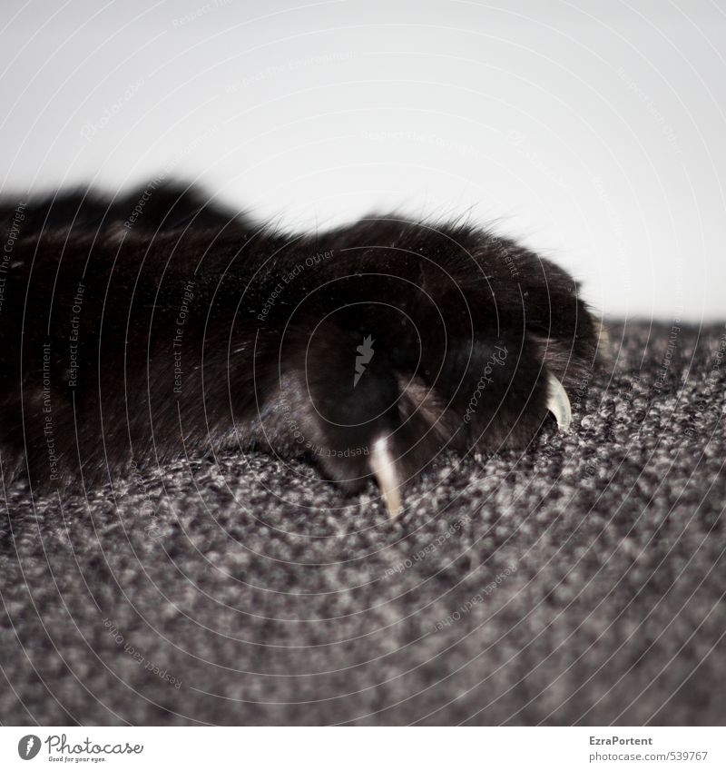 mensch det sofa, maaann Tier Haustier Katze Fell Krallen Pfote 1 festhalten liegen rebellisch grau schwarz weiß niedlich Farbfoto Schwarzweißfoto