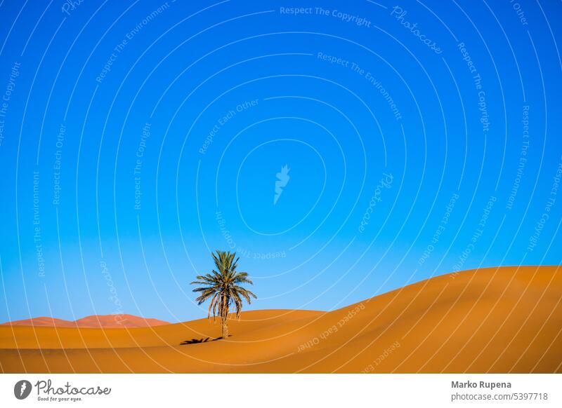 Eine Palme in der Wüste mit Sanddünen und blauem Himmel im Hintergrund wüst Baum Handfläche Dunes Vegetation niemand reisen Natur Landschaft Tourismus Afrika