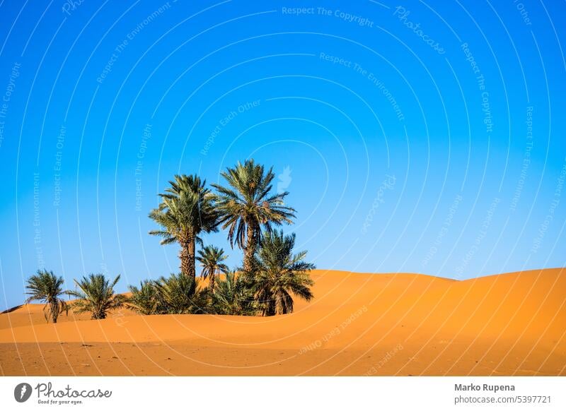 Landschaft mit Palmen in einer Wüste mit Sanddünen und blauem Himmel wüst Sahara Oase Tapete Handflächen reisen Natur Bäume tropisch Pflanzen Düne Afrika