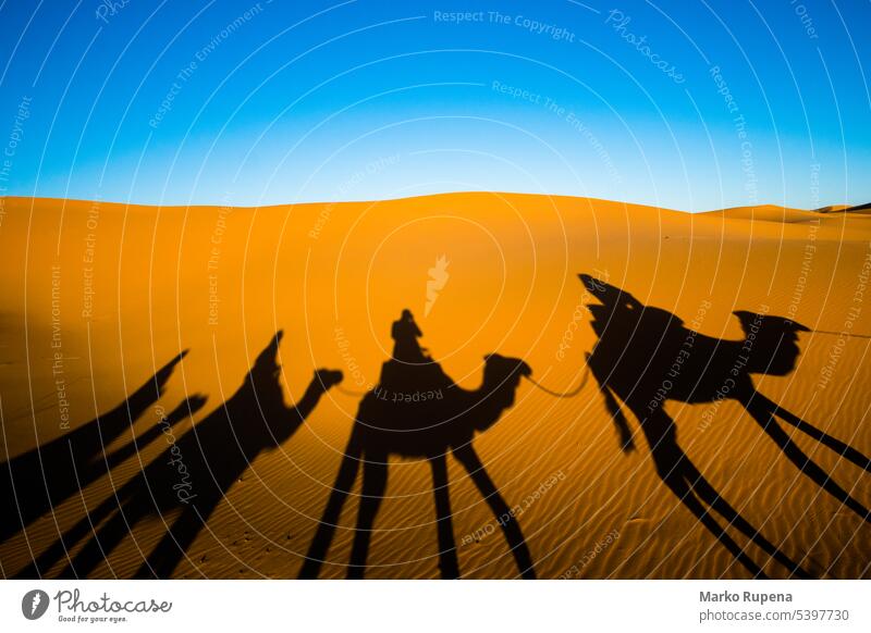 Weitwinkelaufnahme einer fahrenden Karawane und Kamele Schatten auf der Sanddüne in der Sahara-Wüste Dunes Safari Wohnwagen Nomaden Silhouette Dromedar reisen