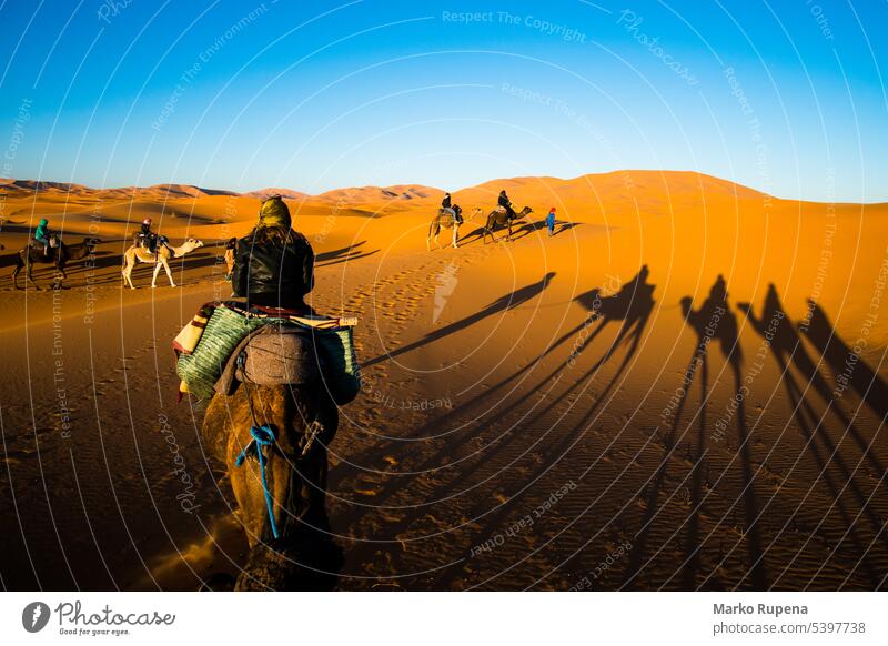 Touristen reiten auf Kamelen in einer Karawane über die Sanddünen in der Wüste Sahara mit starken Kamelschatten auf einem Sand wüst Schatten Dunes Safari