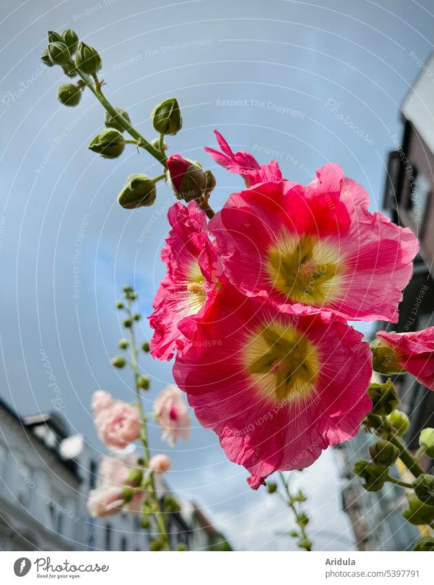 Stadtbegrünung | Stockrose aus der Froschperspektive rosa pink Häuser Straßenzug Himmel Wolken urban Blüte Pflanze Blühend Blume Sommer Außenaufnahme Garten