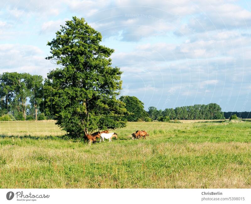Weite Landschaft mit Pferden Sommer Weide Wiese grün Landwirtschaft Gras Natur Herde Tier Nutztier Außenaufnahme Umwelt Farbfoto Tiergruppe Landleben Himmel