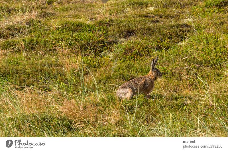 Hase sitzt im Dünengras Gras Strandhafer Wildtier Fluchttier aufmerksam Grün Braun Moos