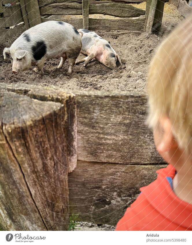 Kind beobachtet zwei gefleckte Sauen in ihrem Außenbereich Schwein Schweine Stall sulen Tier Bauernhof Landwirtschaft Nutztier Glück Säugetier Außenaufnahme