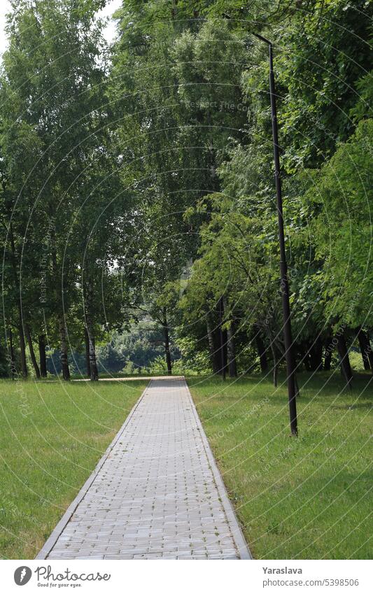 Fotostraße im Park mit Bäumen zum Spazierengehen Weg Baum Straße Natur Landschaft Gras grün Laubwerk Sommer Nachlauf Fußweg im Freien Holz Wald Garten friedlich