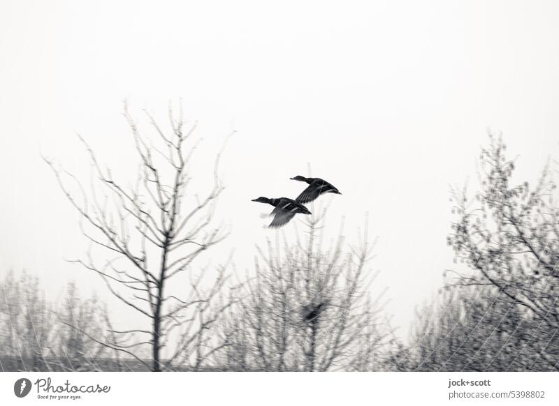 Enten fliegen über kahle Bäume im Winter Vogel Natur Tier Tierwelt Wildtier Wildvogel Monochrom Wintertag Winterstimmung überwintern synchron Himmel authentisch