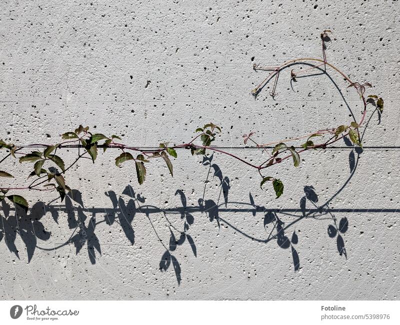 Licht, Schatten und Geschnörkel. Eine rankende Pflanze schlängelt sich an einem dünnen Seil entlang. Ranke Rankenpflanze grün Außenaufnahme Farbfoto Wand Mauer
