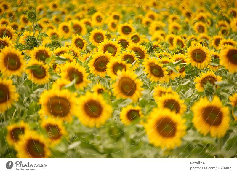 Dicht gedrängt stehen die Sonnenblumen auf einem Feld und schauen alle in die gleiche Richtung. Sonnenblumenfeld Sommer gelb Natur Blume Pflanze Farbfoto