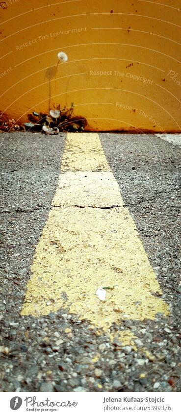 Pusteblume zwischen Hauswand und Boden herauswachsend. Davor am Boden gelbe Parkplatzmarkierung. Löwenzahn Urban Pflanze Natur Beton Betonboden Orange Hauswand