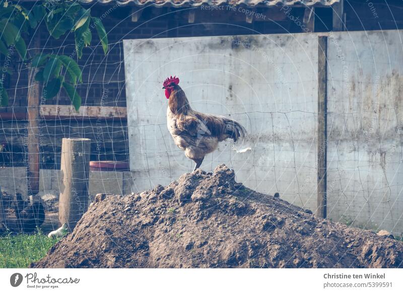 Der Macho vom Hühnerhof | Wir dürfen jetzt nicht den Sand in den Kopf stecken Hahn Sandhaufen Hühnergehege Geflügel Nutztier Tierporträt Haushuhn