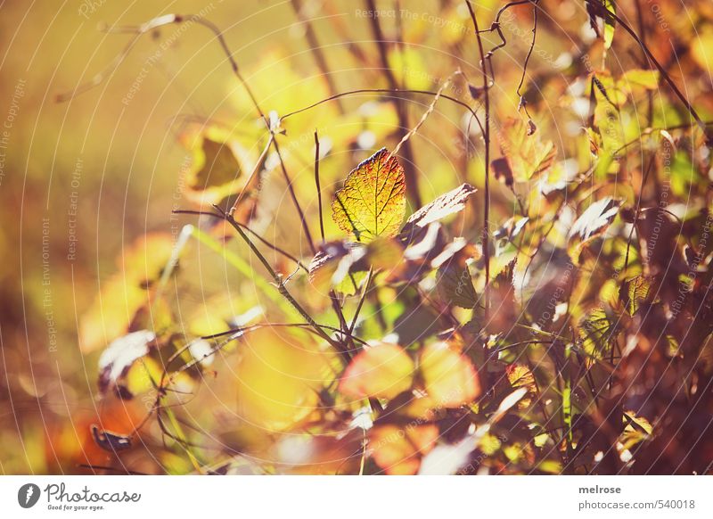 Herbstleuchten harmonisch Erholung ruhig wandern Ausflug Natur Sonnenlicht Sträucher Blatt Grünpflanze Feld Wald träumen Wachstum braun gelb grün orange