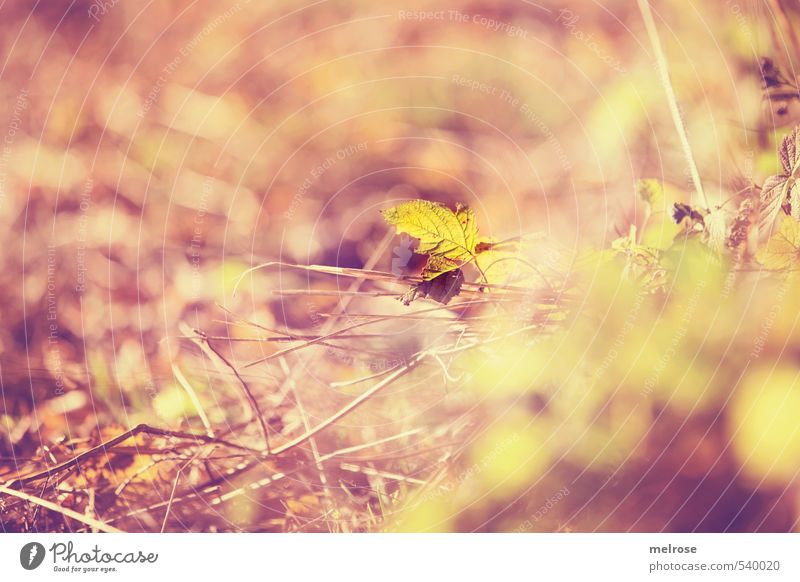 Herbstleuchten II Umwelt Natur Erde Sträucher Blatt Grünpflanze Wildpflanze Wiese Wald braun gelb orange Zufriedenheit Lebensfreude ruhig Erholung Leichtigkeit