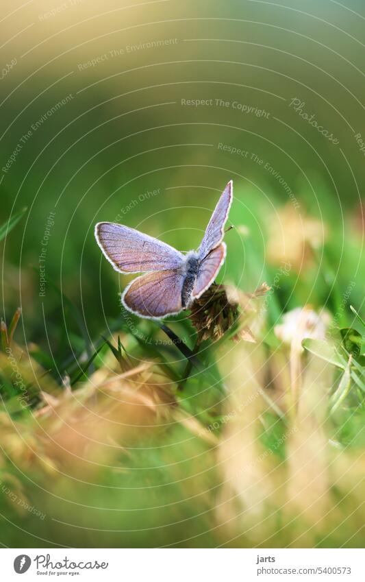 Kleinere Bläuling auf einem Klee Schmetterling Natur Insekt Makroaufnahme Sommer Nahaufnahme Menschenleer klein Tierporträt Schönheit Wiese
