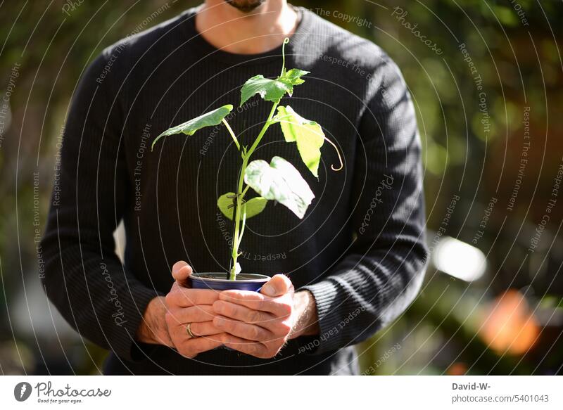 Mann hält im Garten einen Topf mit einer jungen Zucinepflanze in den Händen hobbygärtner Pflanze pflanzen Zucchinipflanze Wachstum Frühling Natur Gartenarbeit