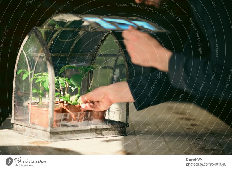 in einem Minigewächshaus Pflanzen großziehen Gewächshaus gärtnern Setzling Gärtner Garten grün Gartenarbeit Mann pflege Wachstum