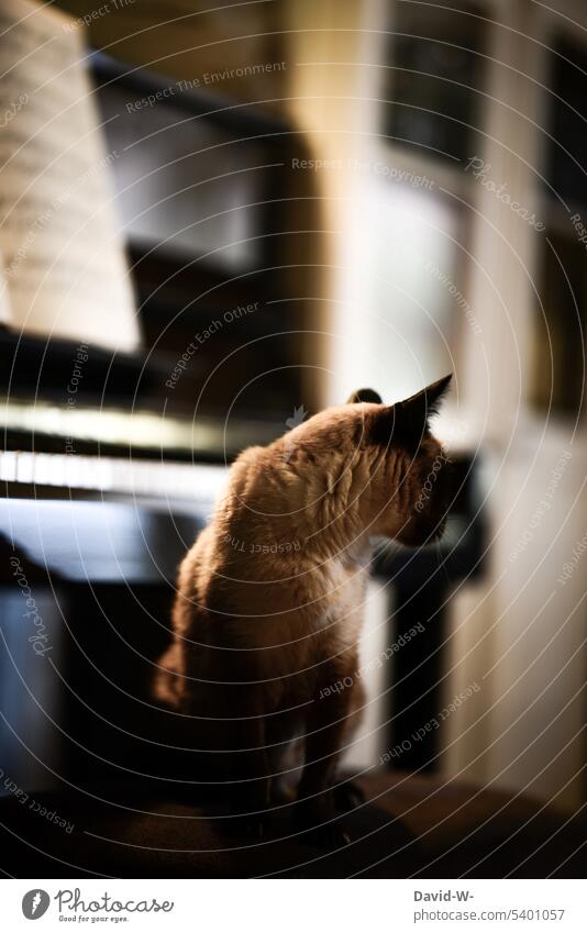Katze im Musikzimmer mit Blick nach hinten beobachten zu Hause Neugier Haustier Klavier