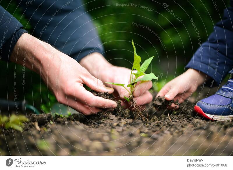 Vater und Sohn pflanzen gemeinsam eine Pflanze im Garten ein Kind Natur zeigen Teamwork einpflanzen zusammen Kindererziehung nachhaltig umweltbewusstsein Eltern
