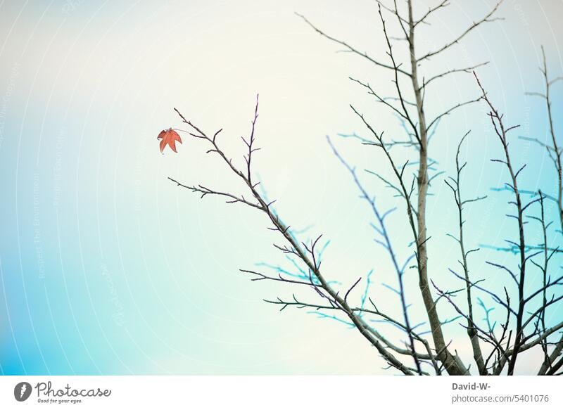 Das letzte Blatt am Baum - Winterzeit Laub letztes Blatt Herbst winterlich Herbstfärbung herbstlich Natur alleine einsam Durchhaltevermögen Herbstwetter