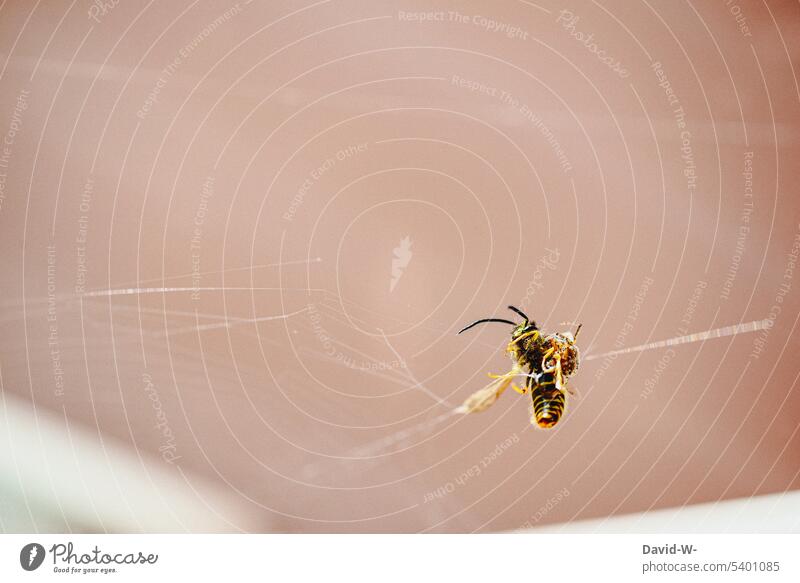 David gegen Goliath - Wespe im Spinnennetz Falle Natur gefangen Kampf ungleichgewicht Insekten bedrohlich