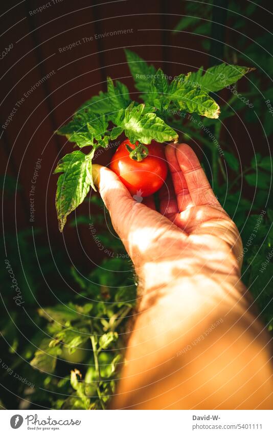 Mann pflückt eine reife Tomate pflücken saftig Gemüse Hand selbstversorger Garten Ernte rot Gesundheit Gesunde Ernährung Sommer