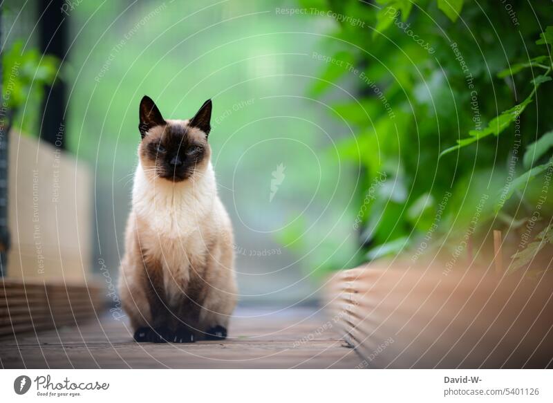Katze mit Blick in die Kamera beobachten Siamkatze grün ruhe hübsch schön Gewächshaus