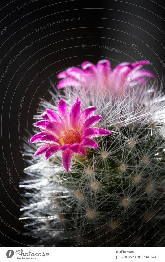 Kakteenblüte pink Kaktus Kakteenstacheln kaktuspflanze Blüte BLUETEN stachelig Stachel Pflanze Natur grün Botanik botanisch Nahaufnahme Detailaufnahme natürlich