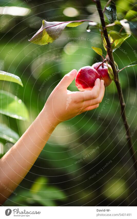Kind pflückt einen Apfel vom Baum pflücken Apfelbaum Garten Bioprodukte Hand Frucht Gesundheit Natur Obst Vitamine erkunden Ernährung Ernte Mädchen greifen