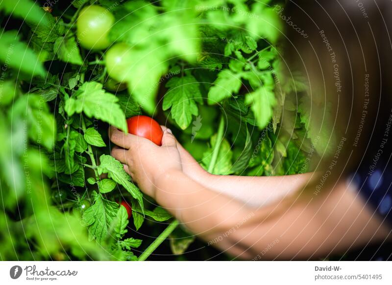 Kind pflückt eine reife Tomate aus dem Garten ernten Gemüse Gesunde Ernährung Mädchen pflücken Sommer Gesundheit Lebensmittel Bioprodukte Ernte frisch natürlich