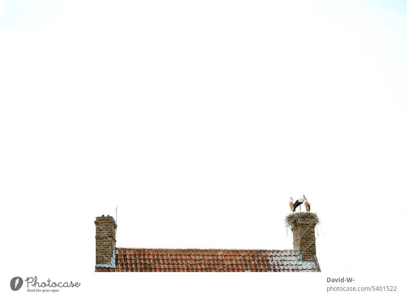 Drei Störche auf dem Dach Storch Storchennest Schornstein Weißstorch Nest Hausdach Storchendorf
