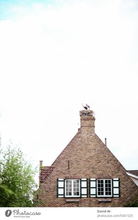 Storchennest mit Störchen auf dem Schornstein eines Daches Weißstorch Nest Vogel Horst Haus Natur Himmel Storchenpaar