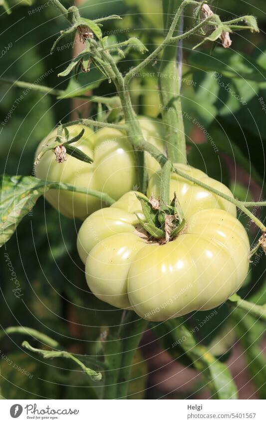 zwei dicke noch unreife Fleischtomaten wachsen an einer Tomatenpflanze 2 Garten Gemüse Pflanze grün frisch Lebensmittel Ernährung Vegetarische Ernährung