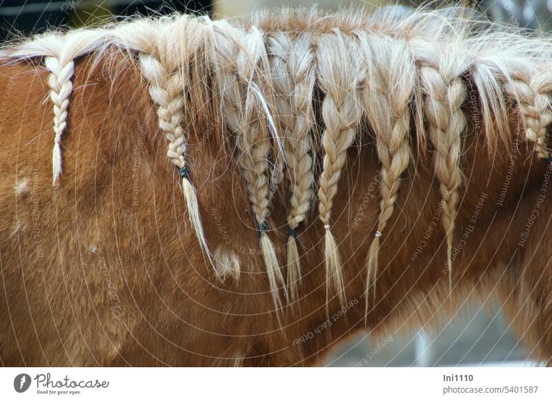 Pony mit Zopffrisur Tier Teilansicht Pferd Shetlandpony Mähne Frisur eingeflochten einflechten Zöpfe Hingucker Pferdehaar Haargummis