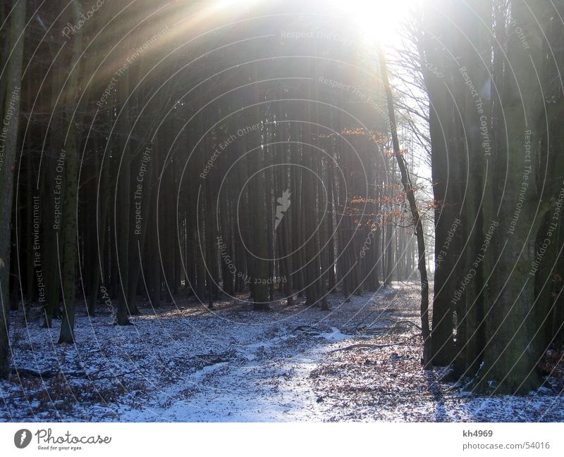 Winterwald Wald Gegenlicht trist Blatt Fußweg Schnee Wege & Pfade Sonne