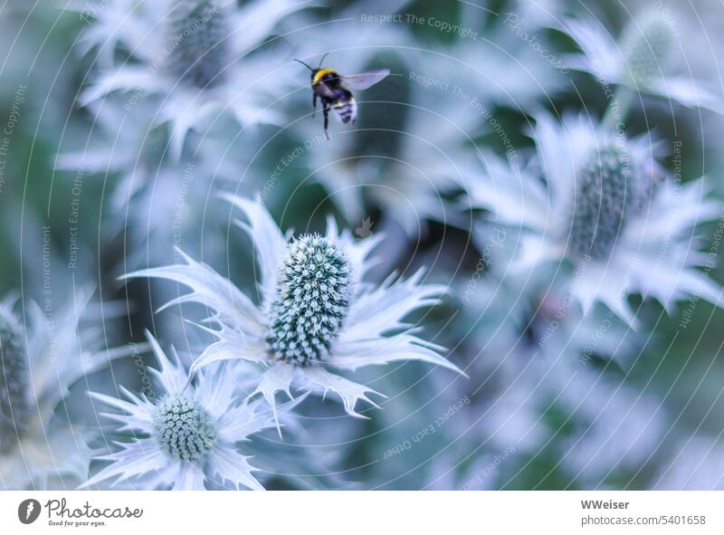 Bei den Bienen sind die Mannstreu-Blüten sehr beliebt Eryngium blühen Insekt Honigbiene landen sammeln schön Natur Pflanze natürlich Blume Pollen Sommer Blühend