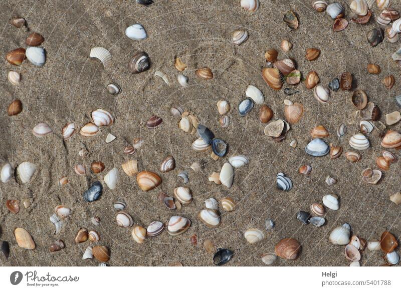 viele Muscheln liegen im Sand Strand Sommer Nordseestrand Ferien & Urlaub & Reisen Natur Frühsommer Küste Außenaufnahme Herzmuschel gemeine Herzmuschel