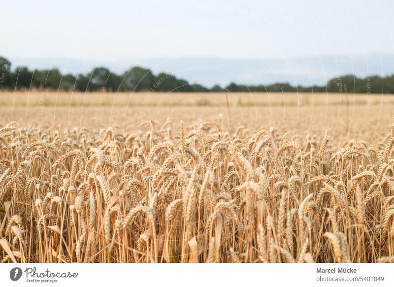 Weizenfelder in der Abendsonne Weizenhalme Triticum aestivum Getreide Ernte Erntezeit Golden Sommer Nahrungsmittel Nachhaltigkeit Wachstum Landwirt Natur