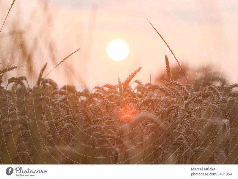 Weizenfelder in der Abendsonne Weizenhalme Triticum aestivum Getreide Ernte Erntezeit Golden Sommer Nahrungsmittel Nachhaltigkeit Wachstum Landwirt Natur