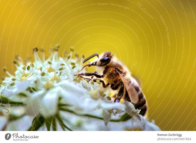 Wildbiene auf weisser Blüte trinkt Nektar. Biene Insekt Pflanze Makroaufnahme Blume Tier Pollen Blühend Duft fleißig Außenaufnahme Wald Farbfoto Carnica
