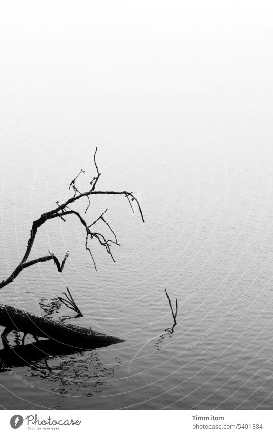 Launen der Natur | Drohgebärden im nebligen Mummelsee Äste kahl Baumstamm Wasser Nebel Schatten bedrohlich Reflexion & Spiegelung Schwarzweißfoto Menschenleer